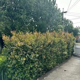 Freshly trimmed hedge along a driveway