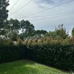 Neat hedge trimming along a fence line